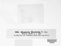 Mycosphaerella buxicola image